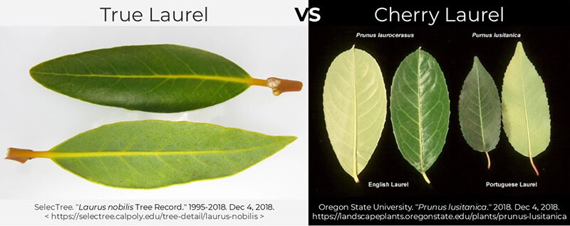true-laurel-cherry laurel-compare-difference-leaves laurel shrub