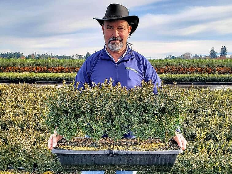 buxus-boxwood-field-nursery-worker-holding-winter-InstantHedge Our boxwood (Buxus) units are a comfortable size to begin with but can be grown quite a bit larger if desired. Box hedge can reach up to 3.5' tall and 2.5 inch wide