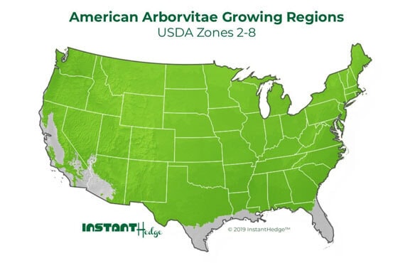 American Arborvitae Growing Regions Arborvitae trees for sale