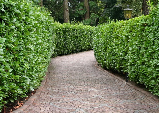 Evergreen Hedge Size Evergreen Hedge Size