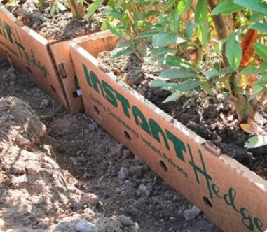 InstantHedge-planting-biodegradable-cardboard-box InstantHedge unit planting biodegradable cardboard box no waste
