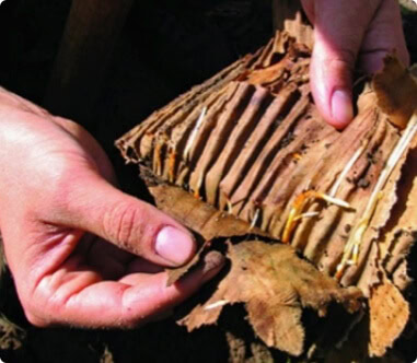 00000052-planting-instanthedge-biodegradable-cardboard-roots-growing InstantHedge biodegradable cardboard box hedge roots growing