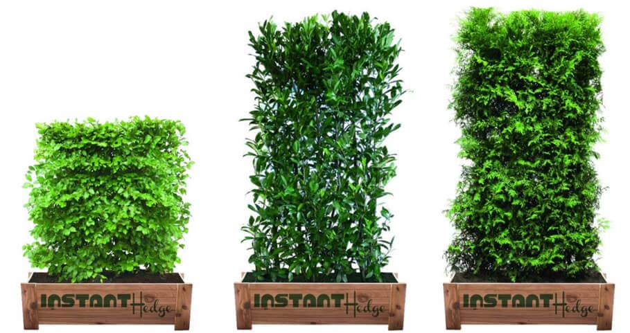 Prunus-laurocerasus-‘Schipkaensis’-InstantHedge-cedar-box InstantHedge prunus Schip laurel hedge cedar box durable strong