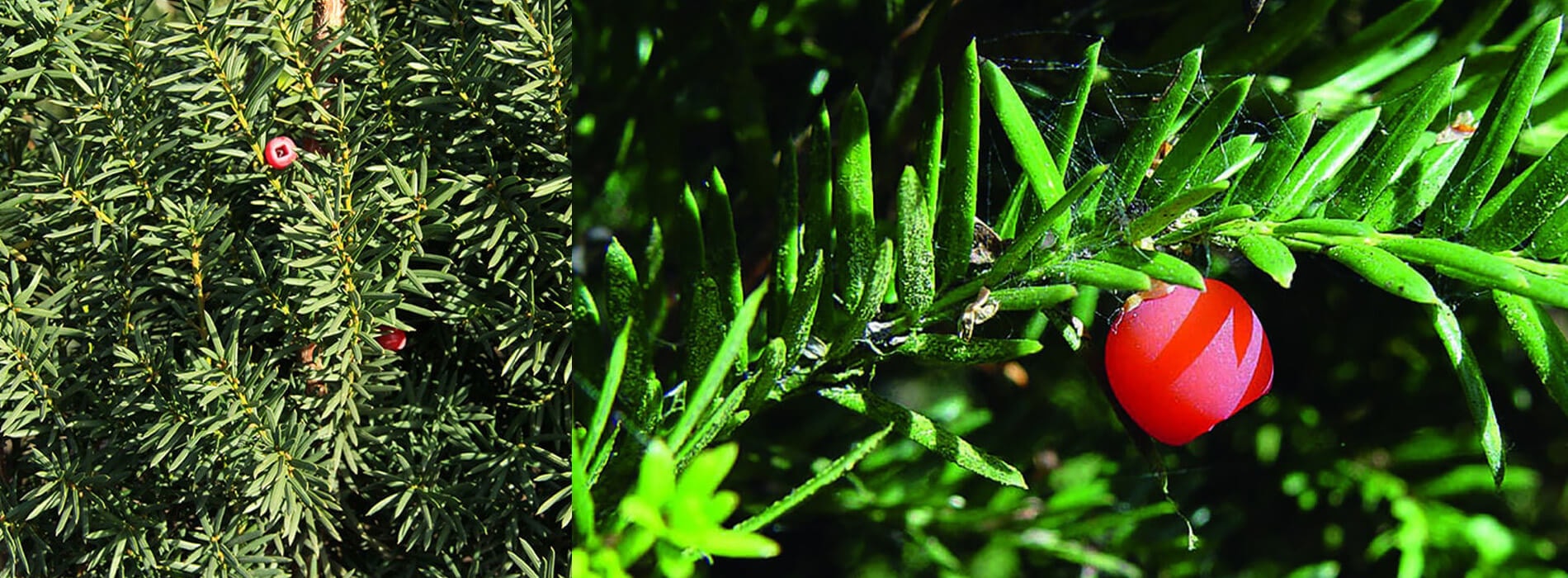 Foliage-Fruit hicks yew hedge. Colorful reddish fruits on branches of yew hedge.