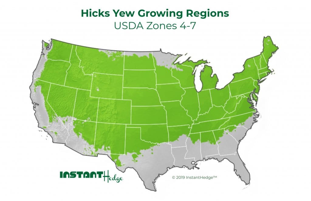 Hicks Yew Zones 4-7 Hicks Yew Shrub Growing Region