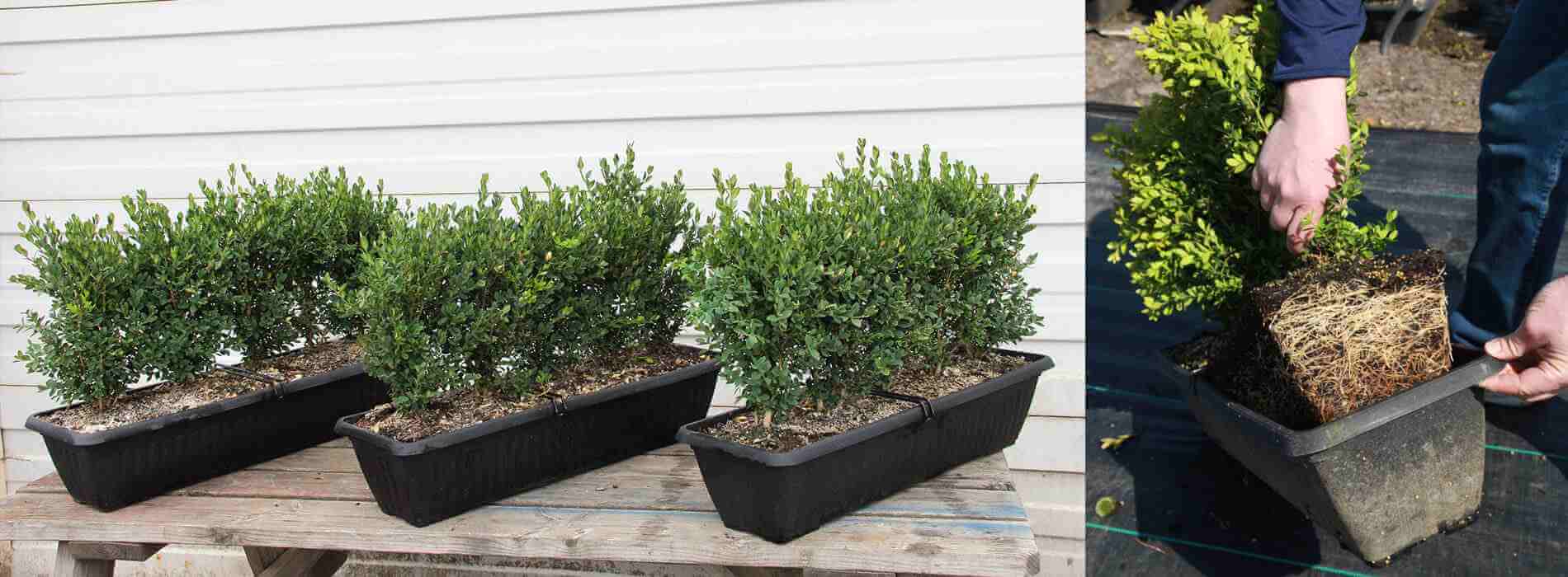 traditional boxwood hedge boxwood hedge plants (Buxus)