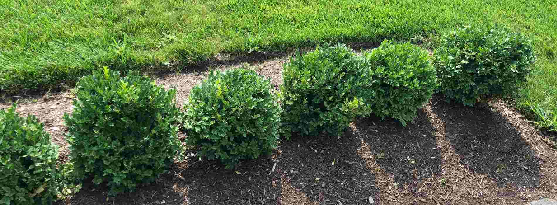 A traditional boxwood hedge takes years of waiting for a finished hedge to mature. traditional boxwood hedge