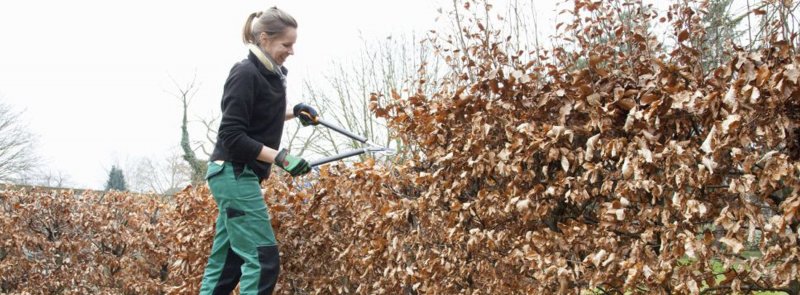 european-Pruning European beech hedge (Fagus Sylvatica) Pruning
