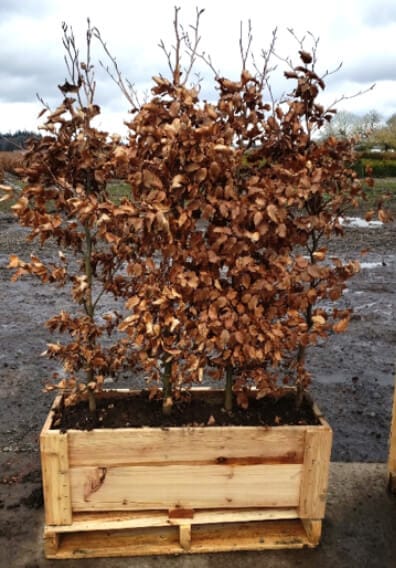 european-growing-Planting fagus hedge (Fagus Sylvatica): Stunning European Beech turns copper brown in winters