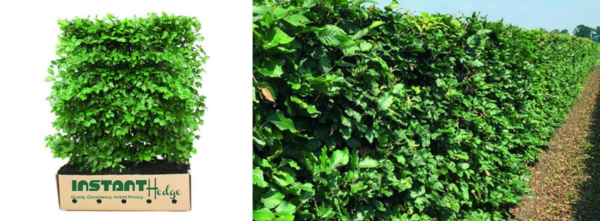 european-why Fagus Sylvatica: European beech Hedge available for sale at best prices