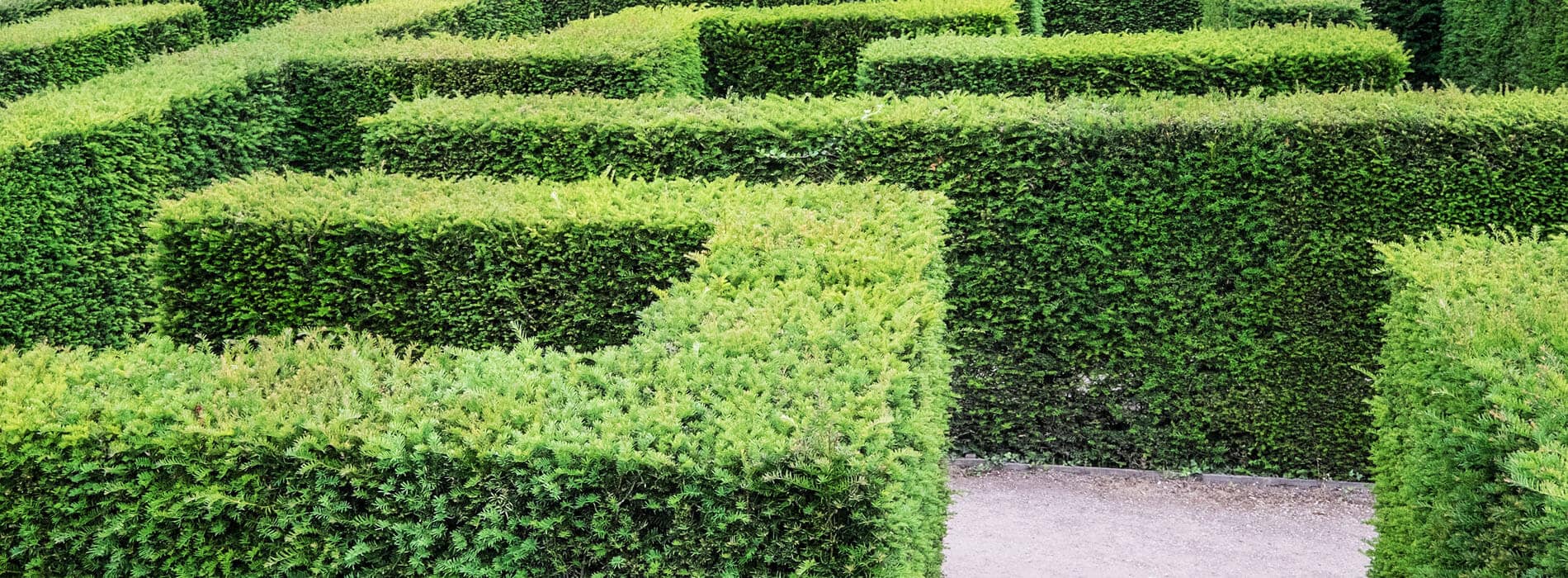 hicks-Longevity yew shrub: Buy Yew Hedge available for sale at best prices.