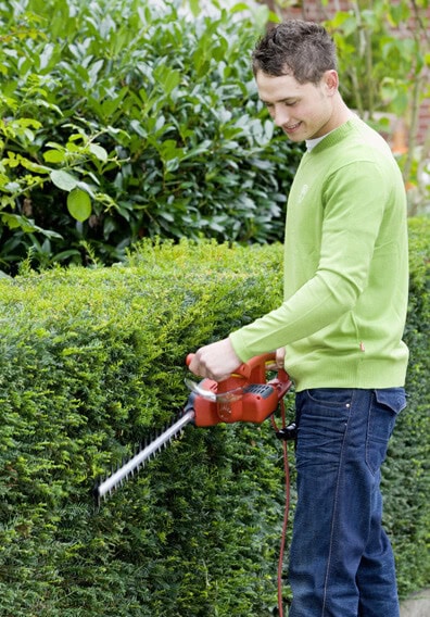 hicks-Pruning Hicks Yew Hedge care and maintenance. Pruning yew shrub guide.