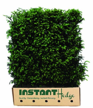 hicks-plant Hicks Yew Hedge