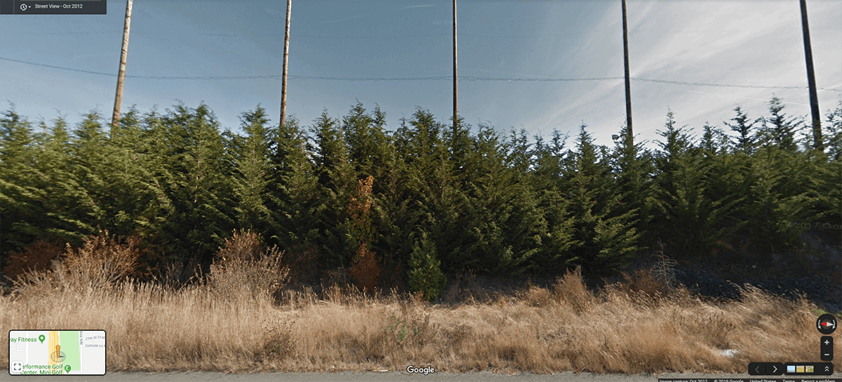Leyland Cypress