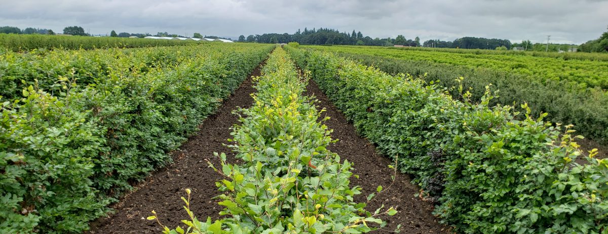 Fagus sylvatica European beech hedge field July 2019 (5) – Copy