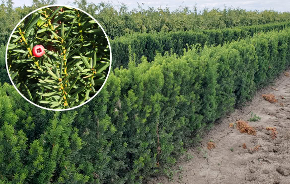 hicks-yew