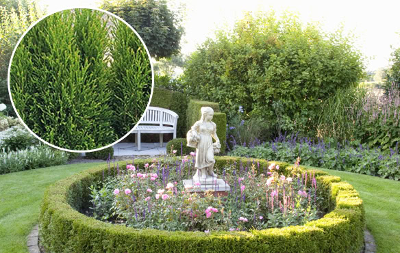little-simon-arborvitae