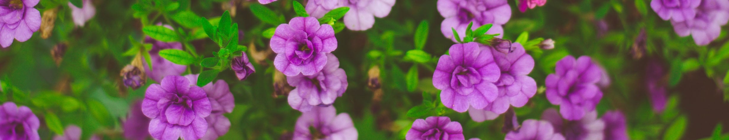 Paarse bloemen header Paarse bloemen header
