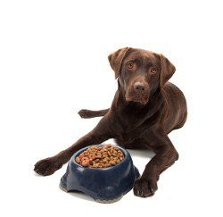 Labrador-eating-final.jpg