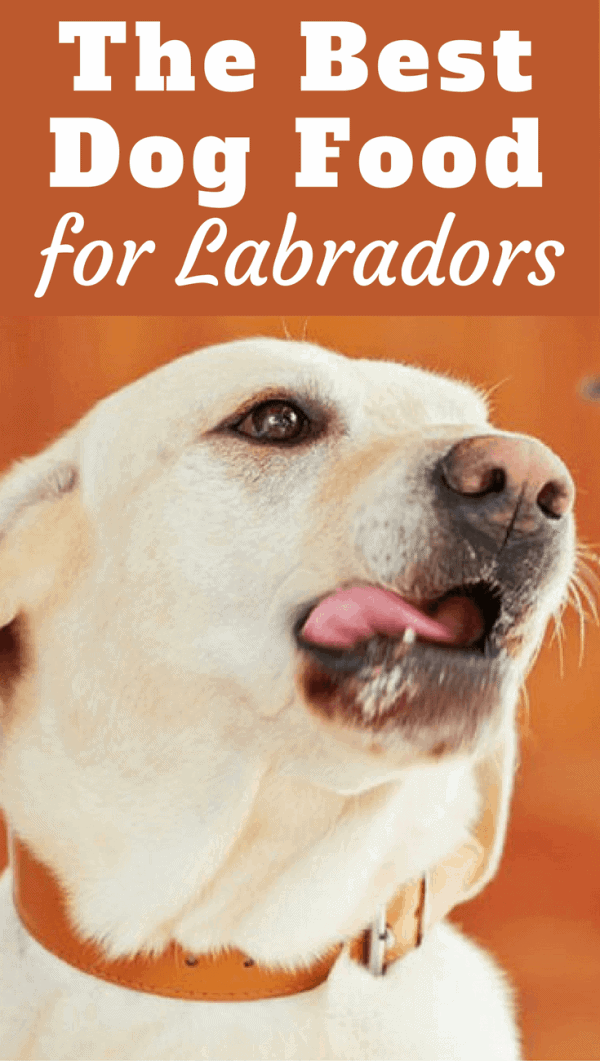 Best Dog Food For Labs 2022
