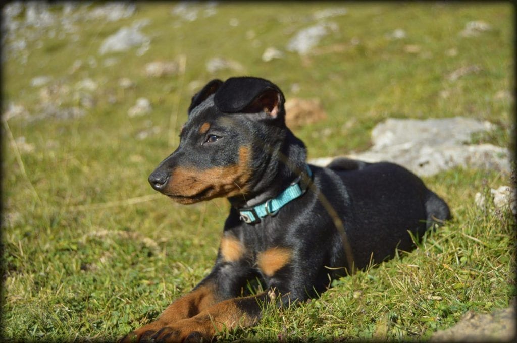 raza de perro pinscher miniatura