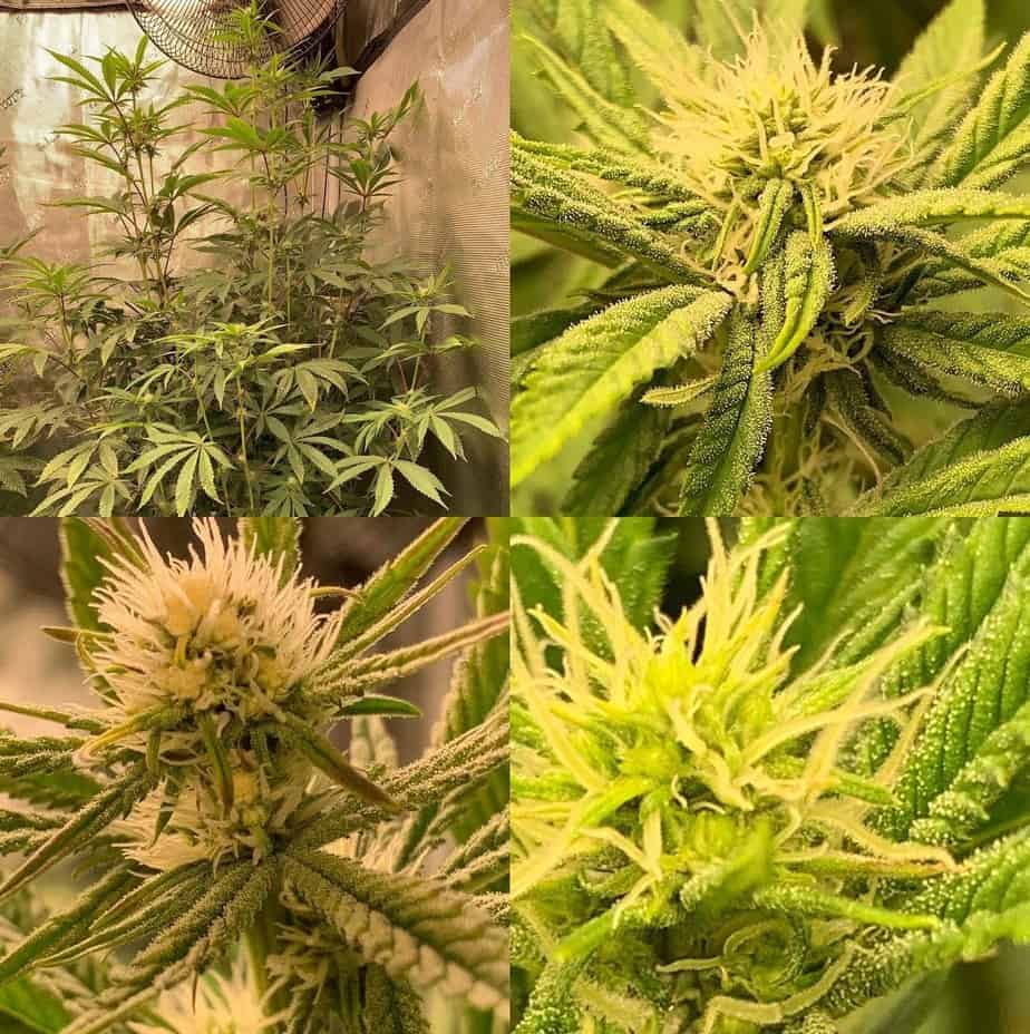 BLASTED_GENETICS_MODIFIED_GRAPE_STOMPER_FLOWER_1_LUSCIOUS_GENETICS BLASTED_GENETICS_MODIFIED_GRAPE_STOMPER_FLOWER_1_LUSCIOUS_GENETICS