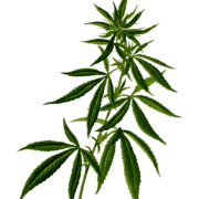 free cannabis icon from pixabay www.micannabislawyer.com cannabis plant flowering free cannabis icon from pixabay www.micannabislawyer.com