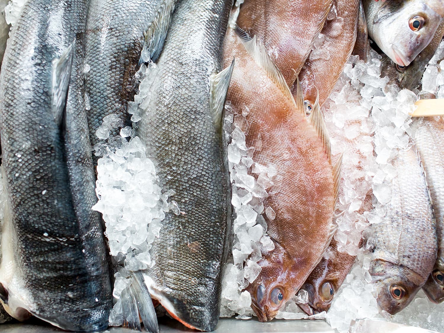 Startups Are Challenged to Solve Nutritional Problems in Indonesia