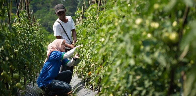 Gardening Trends during Pandemic, TaniHub Helps to Sell the Harvests