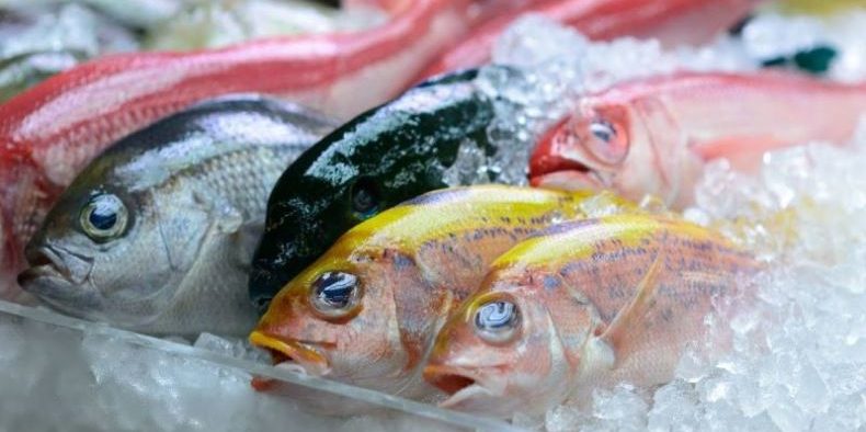 Fintech Crowdo Collaborates with eFishery to Give Loans to Fish Farmers
