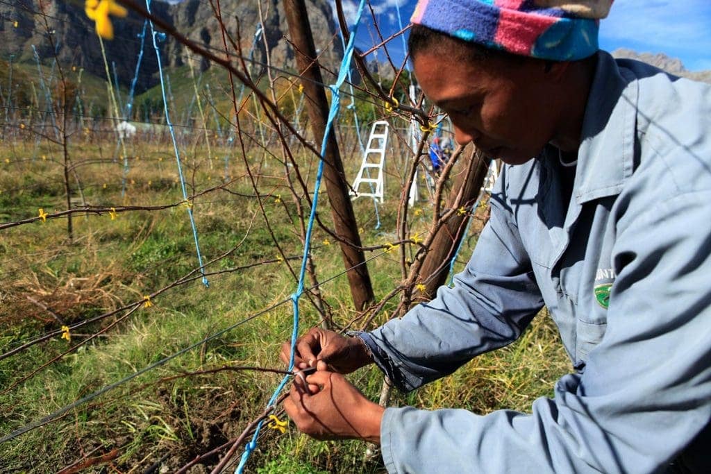 Mount Joy Farming Tethering
