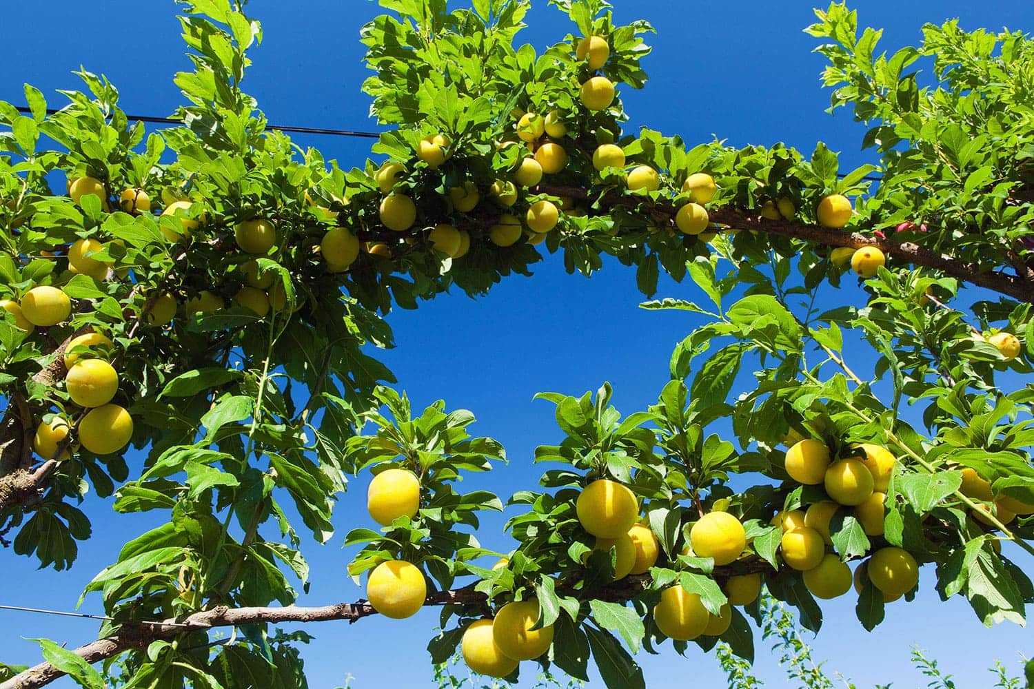 Mount Joy Farms - Fruit2