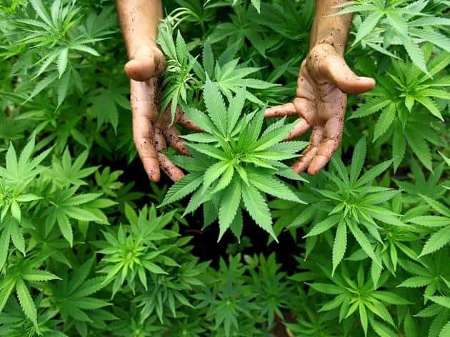 CBD Öl von Cannabis pflanzen CBD Öl von Cannabis