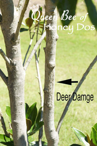 Tree Guards for Deer Rubbing