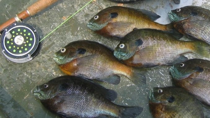 fishing rod for bluegill