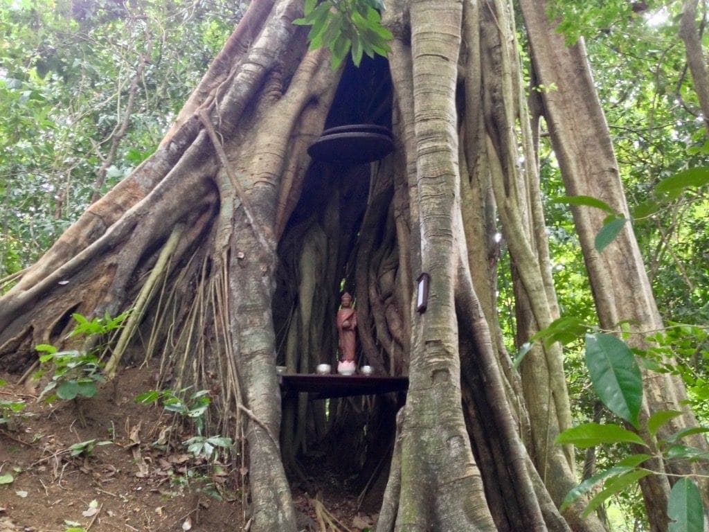 Un Buddha in una nicchia create in un albero nel Parco Nazionale di Kep