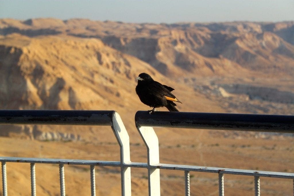 Un uccello su una ringhiera di Masada