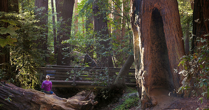 You can help new generations experience the wonder of Big Sur's most popular route to the redwoods, the Pfeiffer Falls Trail, which was closed after a devastating 2008 fire. Photo by David Baselt