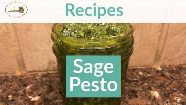 Sage Pesto recipe Sage Pesto recipe