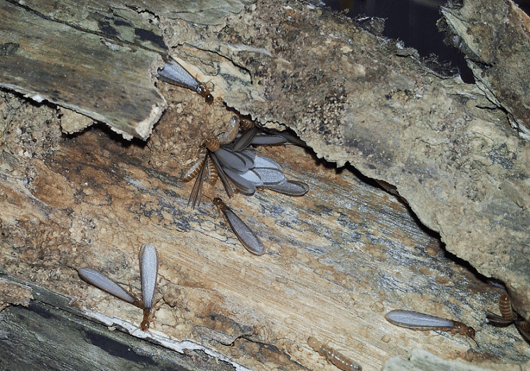 Flying termites emerging from their nest.