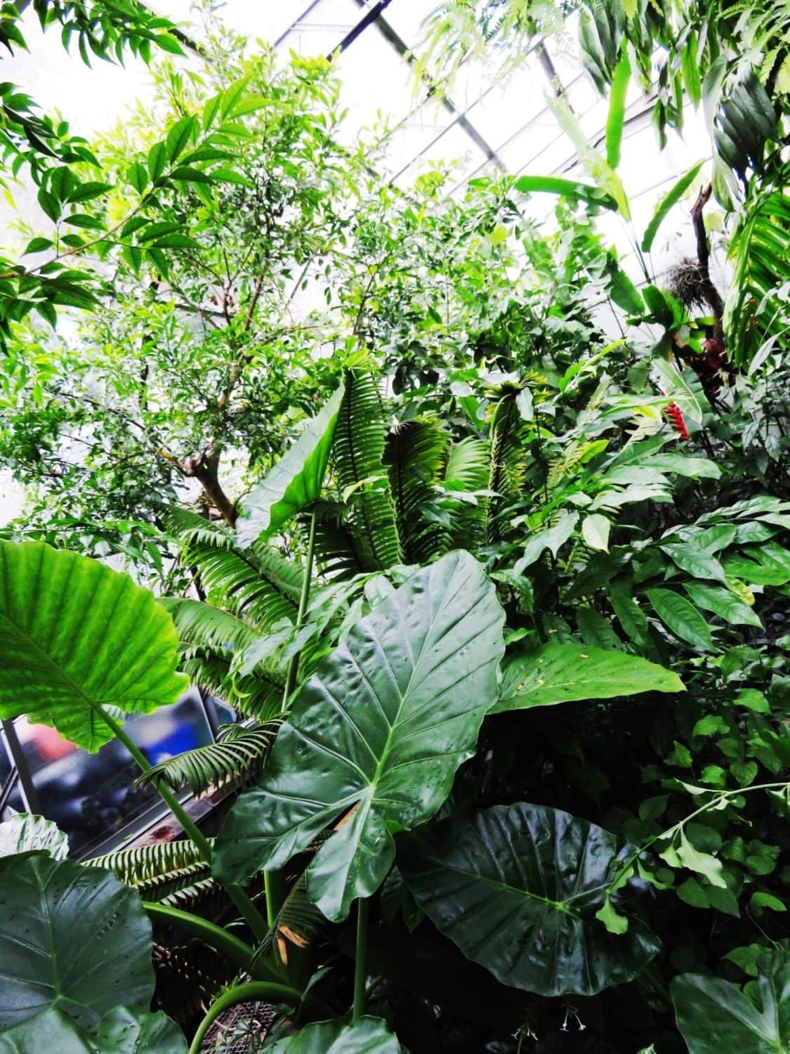 Tropical Glasshouse at the Oxford Botanic Garden
