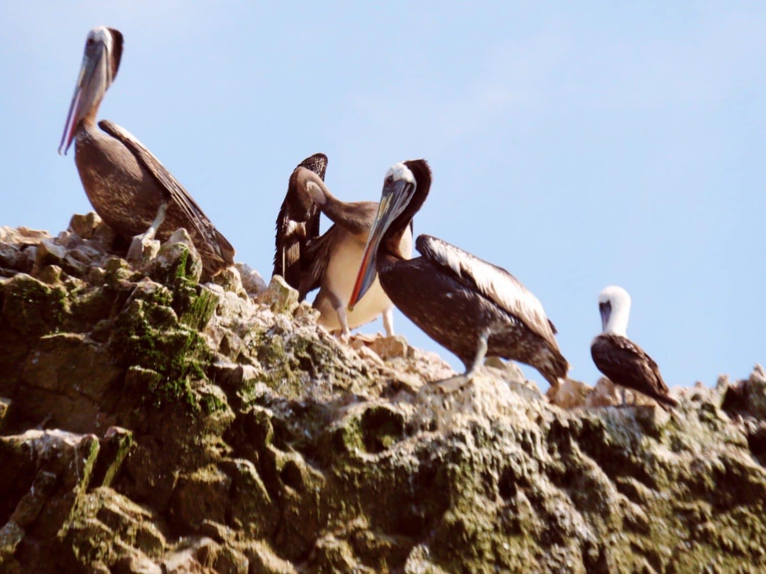 Birds on the Islas Ballestas