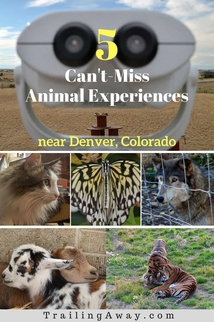 Are you an animal lover? There are many unique and fun animal experiences near Denver, Colorado. This can\'t-miss list includes photos and details of 5 favorites. #colorado #hike #boulder #denver #animalrescue