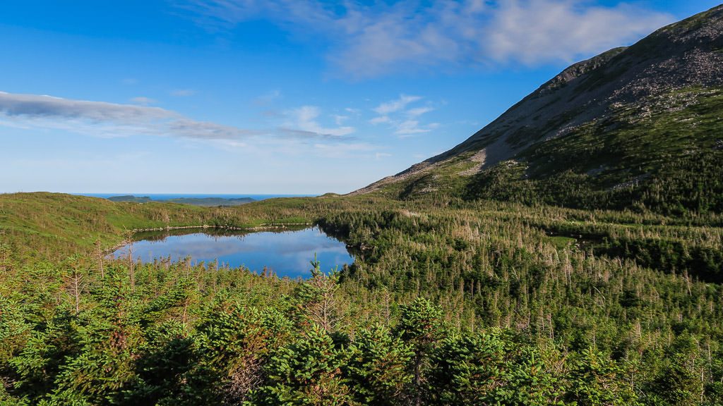 Mountain lake surrounded by lush green trees