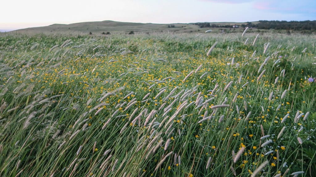 Wind blowing the tall grass in the fields nearby