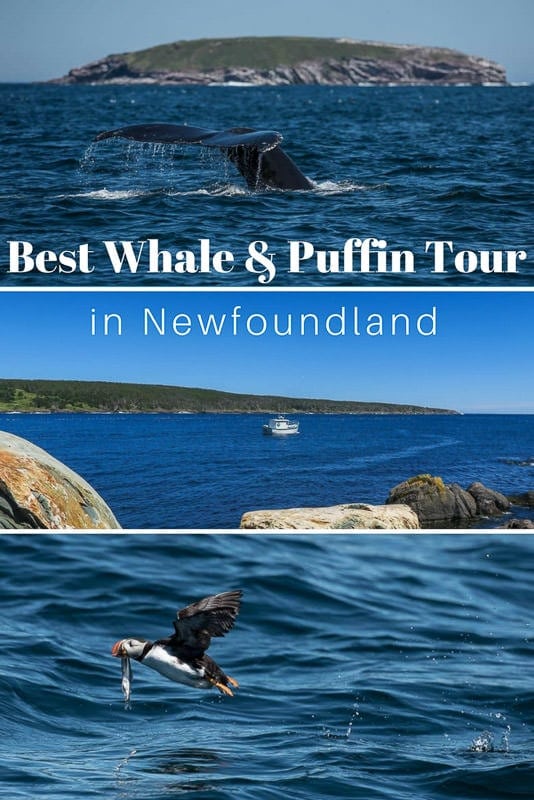 The Best Puffin & Whale Watching Tour in Newfoundland