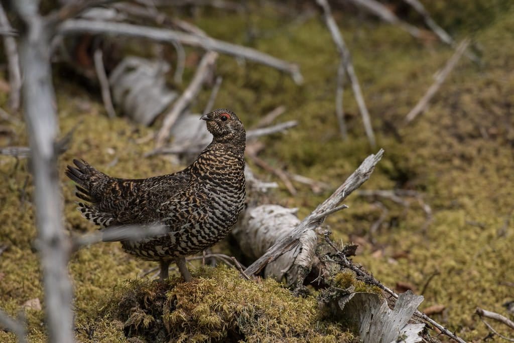 Large Grouse we saw at the start of our hike