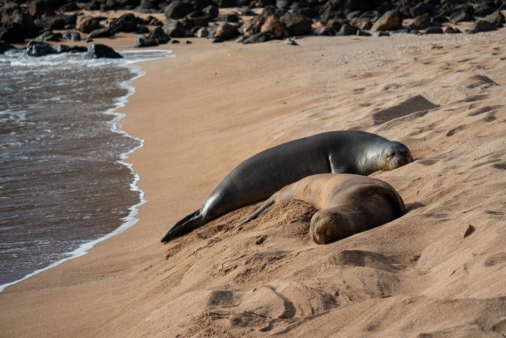 monk seals on molokai hawaii beach