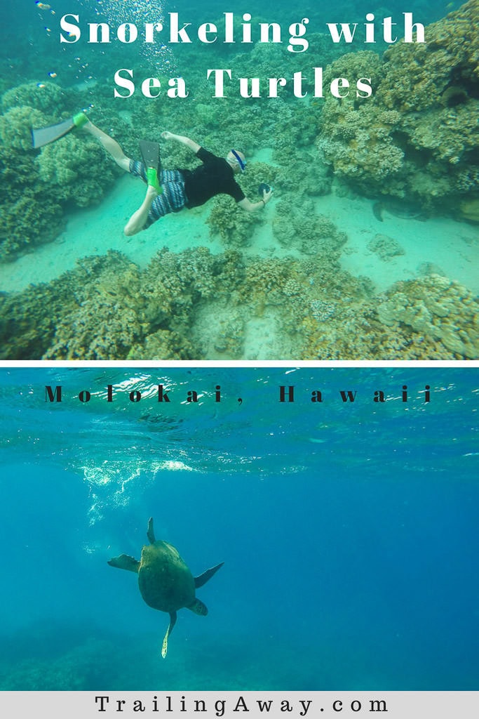 Snorkeling in Molokai with Hawaiian Green Sea Turtles & Reef Fish