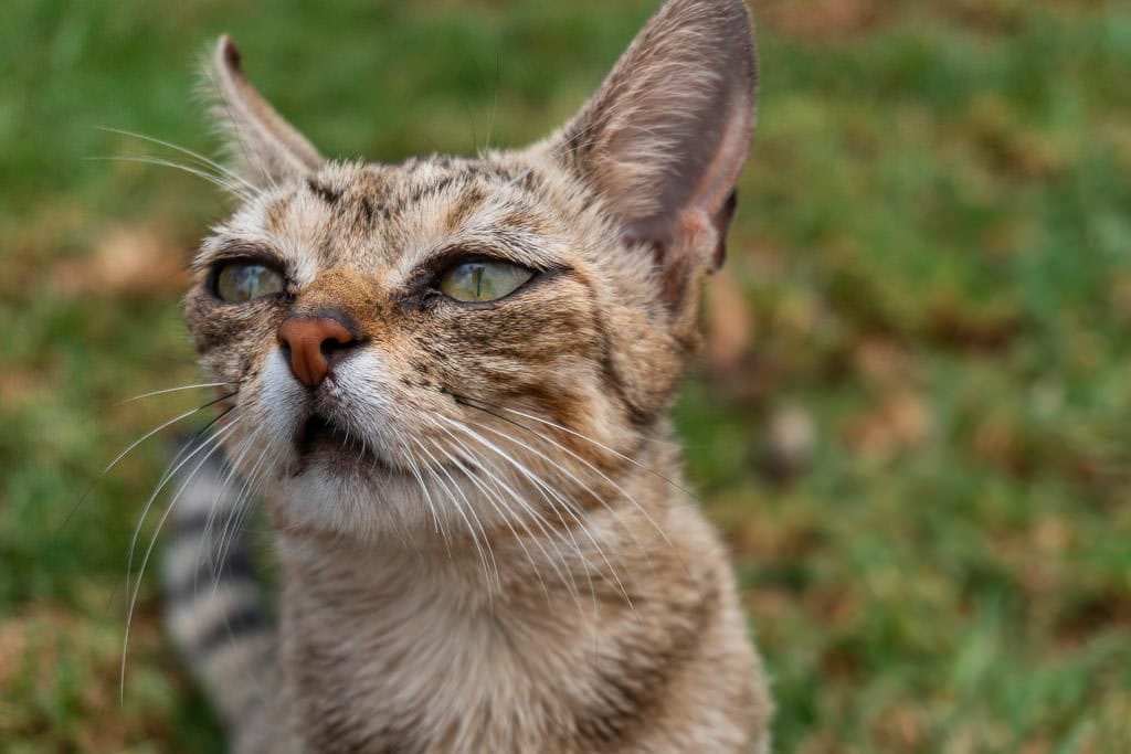 green-eyed cat at lanai cat sanctuary